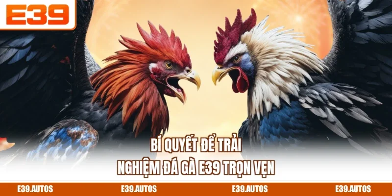 Bí quyết để trải nghiệm đá gà E39 trọn vẹn