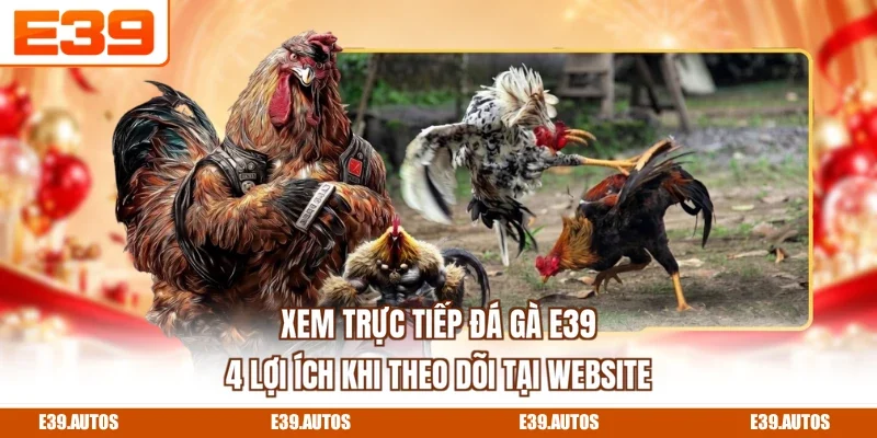 Xem Trực Tiếp Đá Gà E39 - 4 Lợi Ích Khi Theo Dõi Tại Website